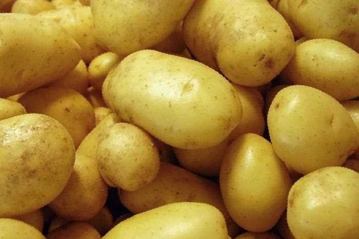 Минусы картофеля Гала