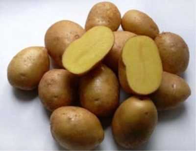 Преимущества выращивания картофеля Импала