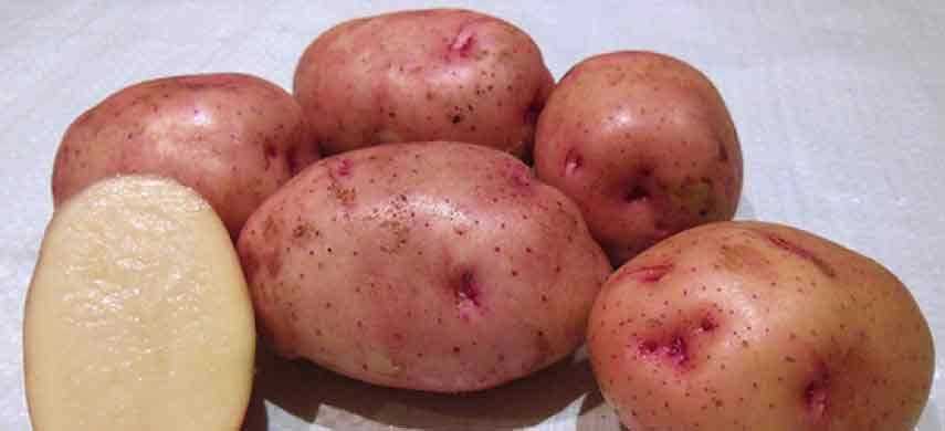 Рецепты блюд с использованием картофеля Импала
