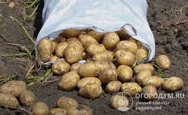 Отзывы садоводов о картофеле Импала