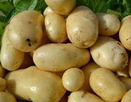 Технология выращивания картофеля Импала