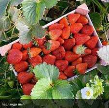 Плодоношение клубники Цунаки: когда собирать ягоды?