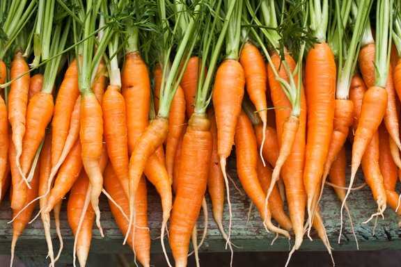 Оптимальные условия температуры и влажности для посадки моркови под зиму