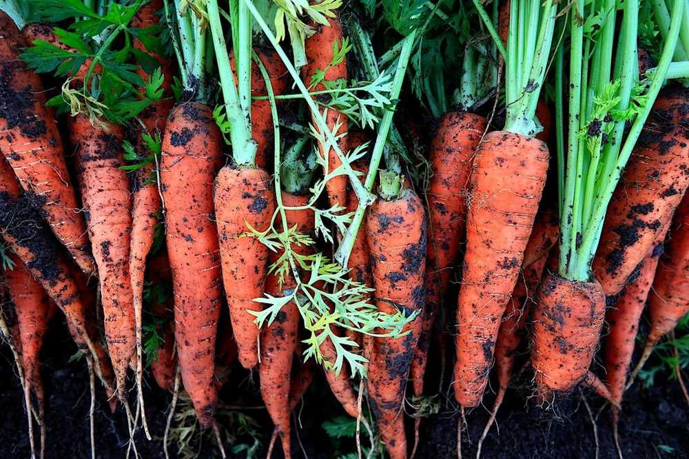 Выбор сорта моркови для осенней посадки
