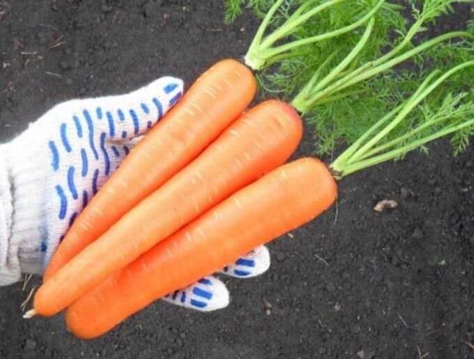 Уход за посадками моркови в холодный период