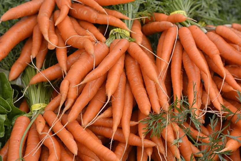 Схема и глубина посадки моркови в осеннее время