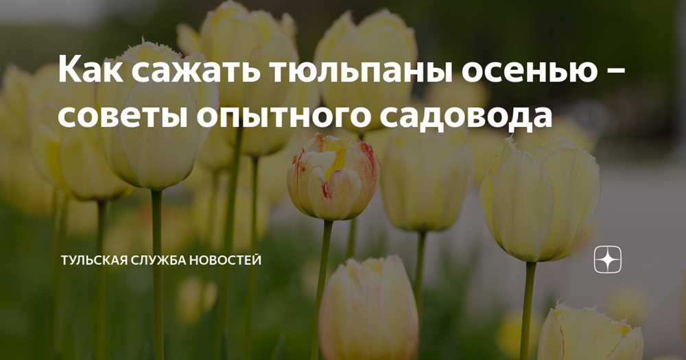 Важные факторы перед посадкой тюльпанов