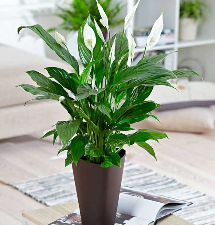 Комнатный цветок Спатифиллум: правильный уход в домашних условиях