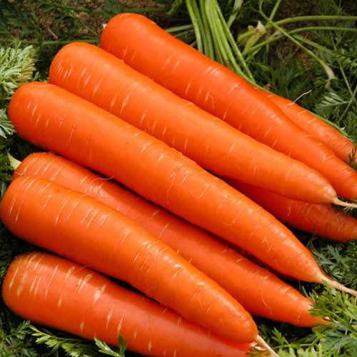Королева осени - новое поколение моркови