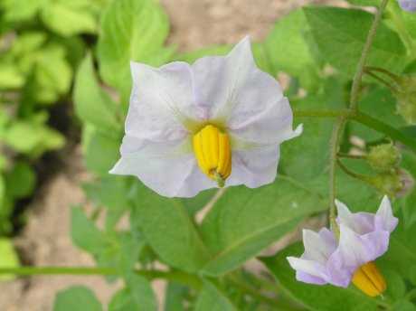 Влияние обрезки цветов на рост картофельных кустов