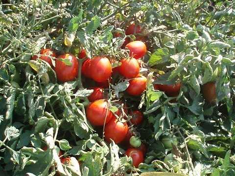 Лучшие сорта низкорослых томатов для открытого грунта: