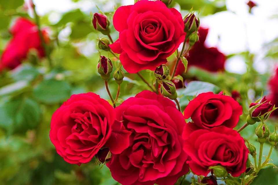 Как выбрать зимостойкий сорт роз для вашего сада