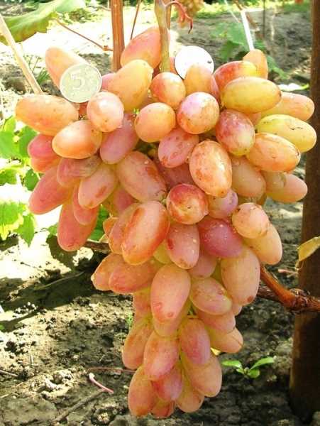 Урожай и собирание крупноплодного винограда