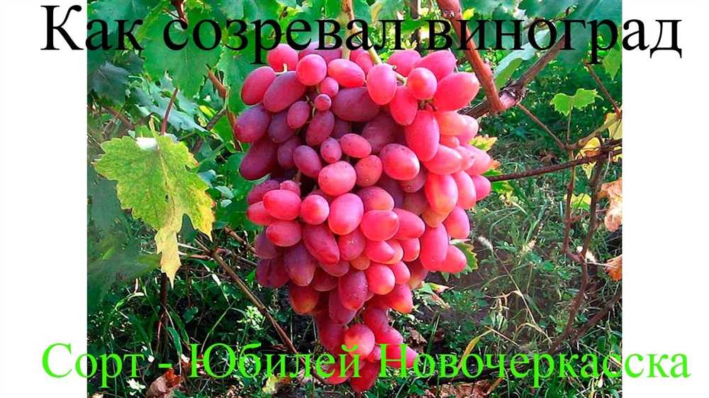 Выбор сорта для выращивания крупноплодного винограда