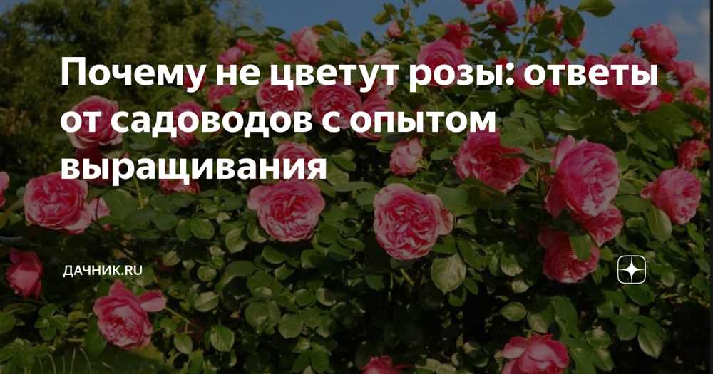 Что мешает розам расцвести: секреты опытного садовника