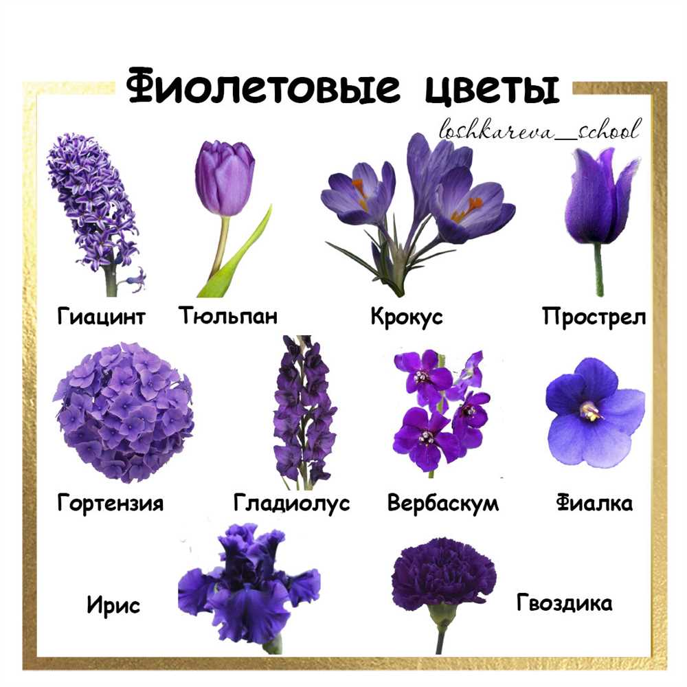 Лаванда: неприхотливое растение с ароматными фиолетовыми цветками