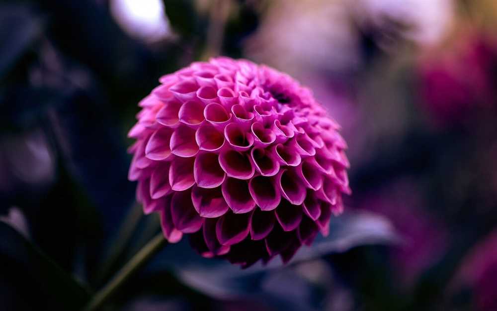 Фиалки: изысканные цветы с насыщенными фиолетовыми лепестками