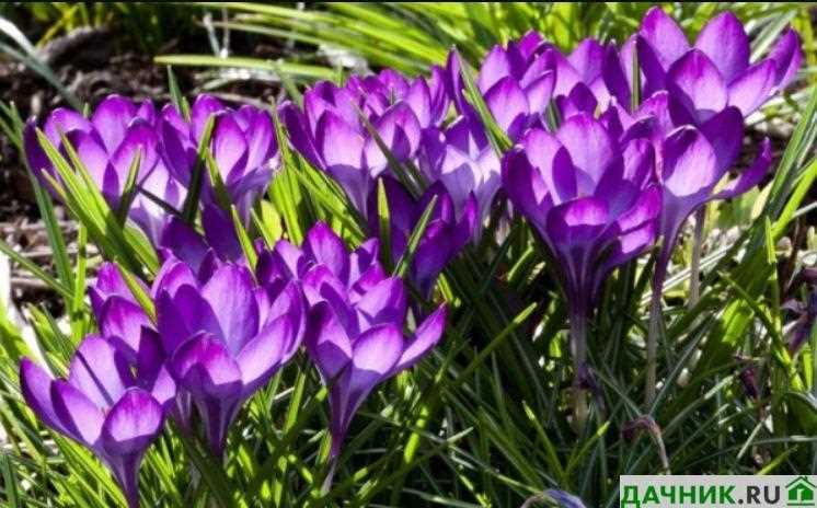 Переступень, многолетнее растение с фиолетовыми соцветиями