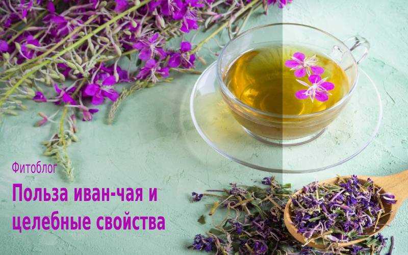 Чай Ивана и система кровообращения