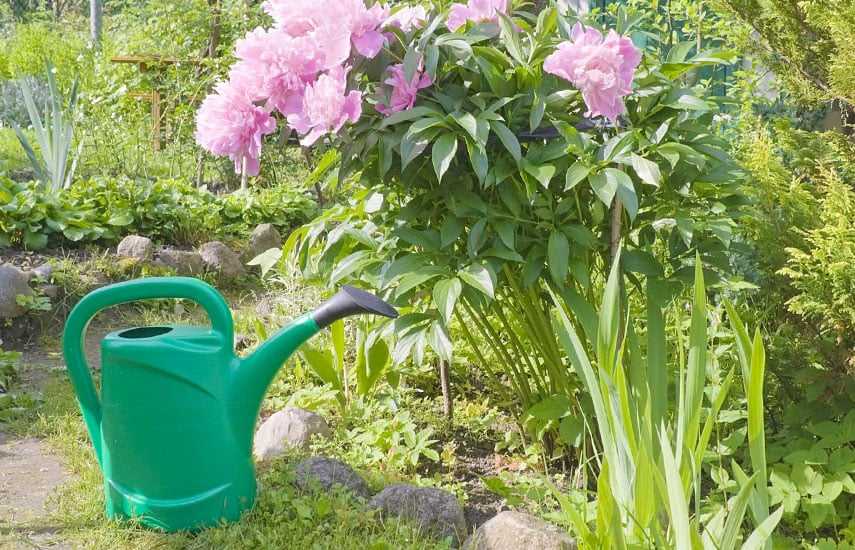 Полезные советы и рекомендации по работам в саду и огороде в июне