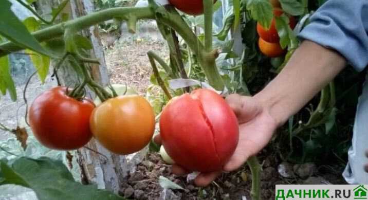 Способы предотвращения растрескивания помидоров