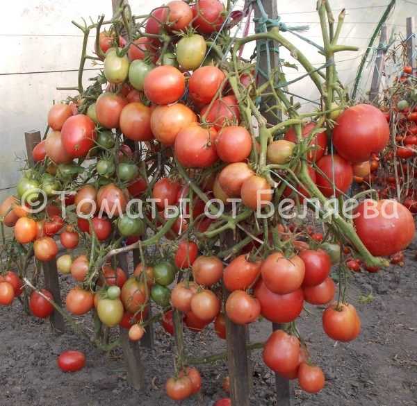 Оценка урожайности и качества томатов различных сортов в открытом и закрытом грунте