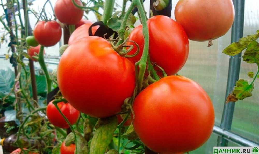 Выращивание томатов в закрытом грунте: выбор сортов и особенности процесса
