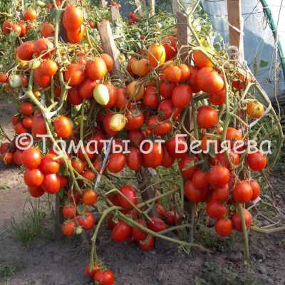Оптимальные условия выращивания томатов в открытом и закрытом грунте: полив, удобрение, подвязка