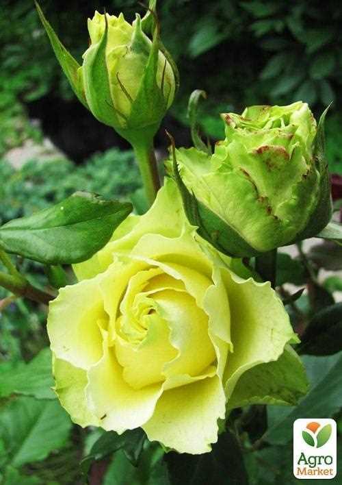 Зональные особенности выращивания розы чайно-гибридной Лимбо