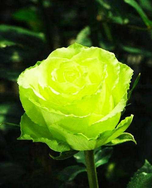 Цветочные особенности розы чайно-гибридной Лимбо