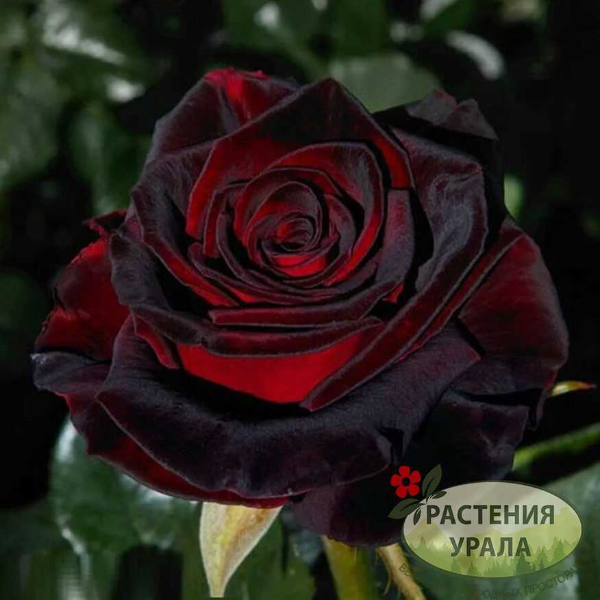 Описание розы Чёрная магия