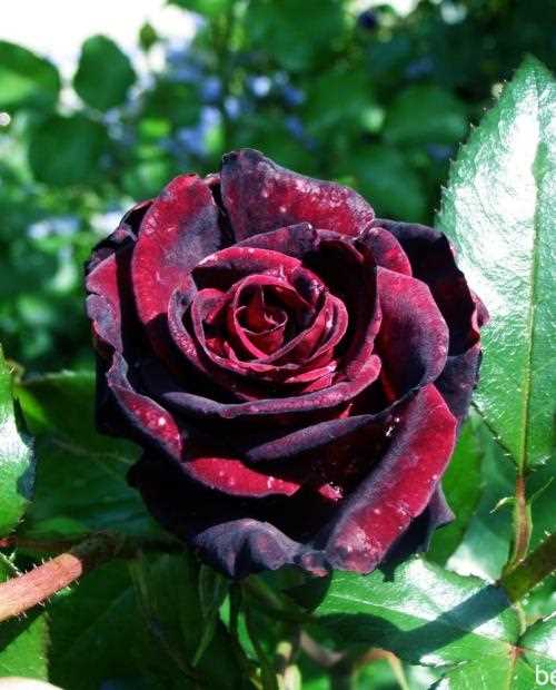 Как улучшить цветение розы Чёрная магия