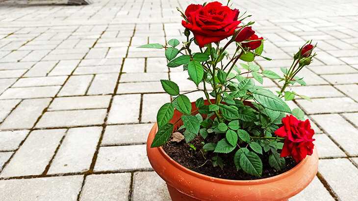 Правила выбора здоровых экземпляров розы Кордана