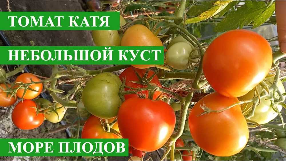 Отзывы о томате Катя от счастливых садоводов