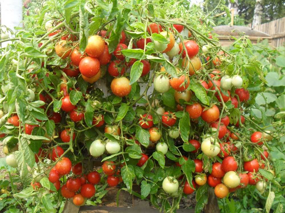 Полезные советы для выращивания томатов Катя