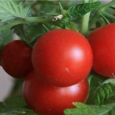 Плюсы выращивания томата Мамонтёнка