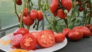 Вкусовые качества томата Ракета