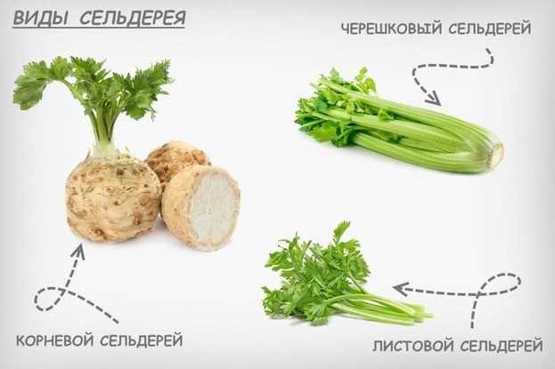 Полезное свойство для желудочно-кишечного тракта