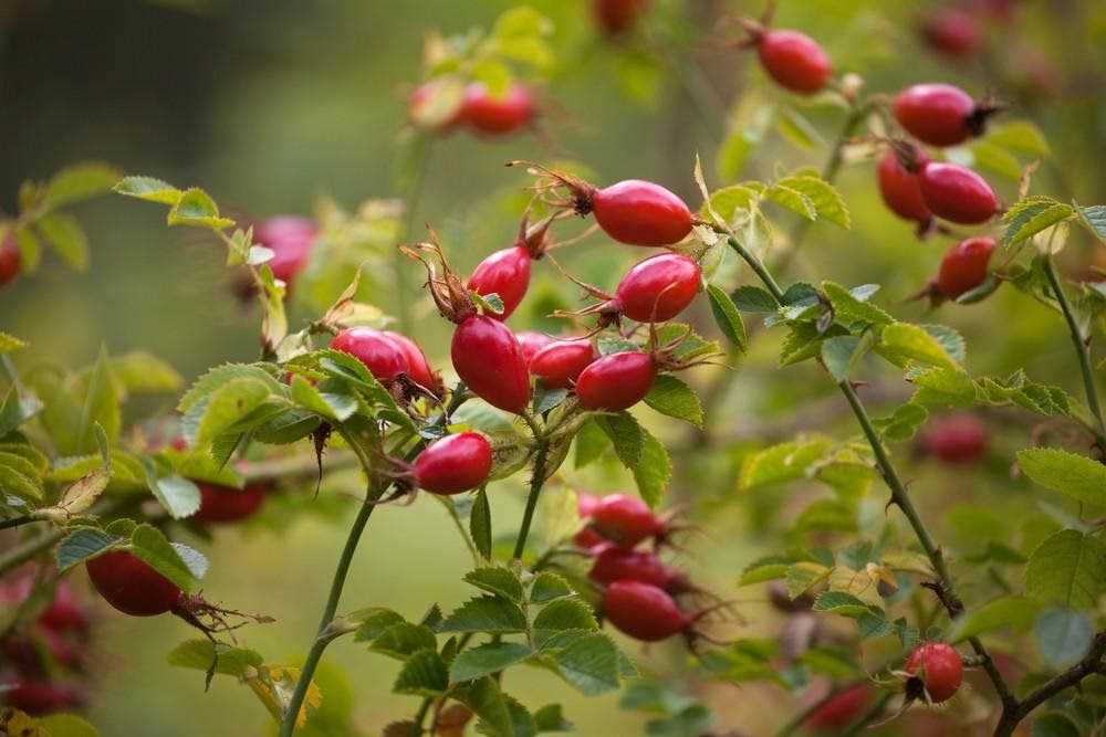 Шиповник Групповича - ценный кустарник для декоративного сада