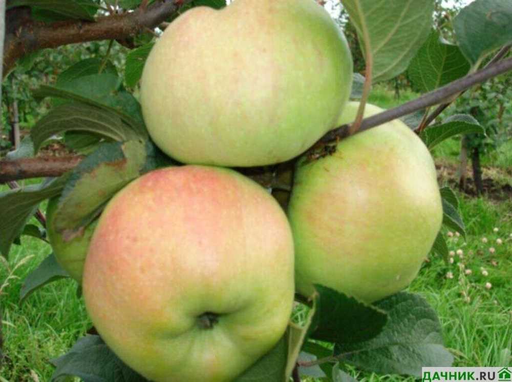 Уход за яблоней Богатырь во время роста и цветения