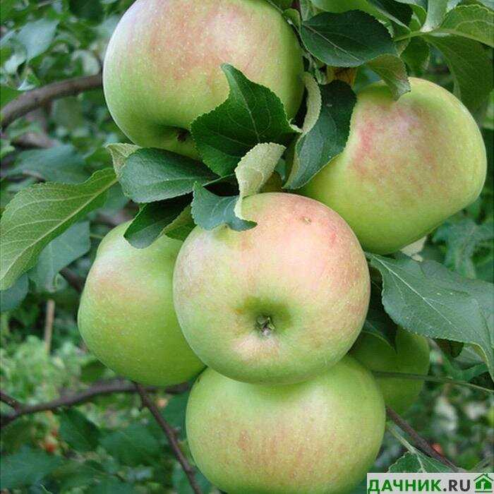 Выращивание яблони Богатырь: выбор места и посадка