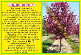 Советы по выращиванию Яблони Недзвецкого: