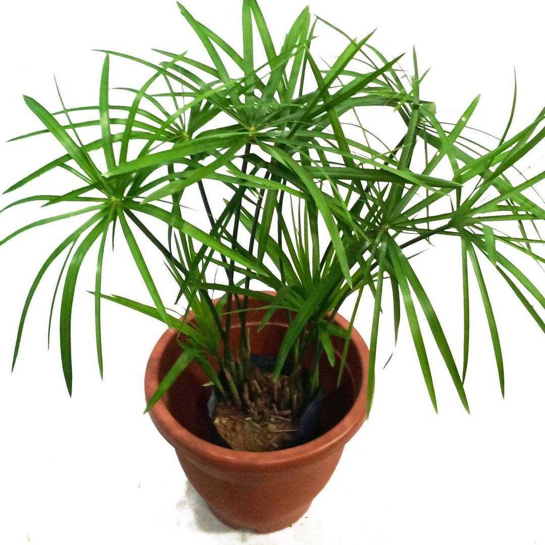 tsiperus uxod v domashnix usloviyax