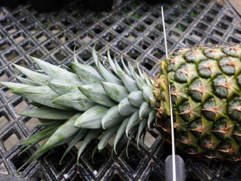 ukorenenie i virashivanie ananasa v domashnix uslovi nrytv2ac