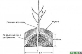 grusha starkrimson opisanie i nyuansi virashivaniya soveti opitnix sadovod ez01q3d2 1