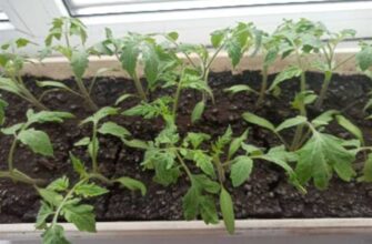 kogda sazhat pomidori na rassadu v 2023 godu
