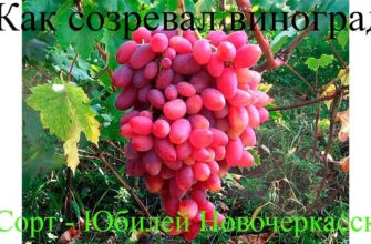 osobennosti virashivaniya krupnoplodnogo vinograda yubilej novocherkasska