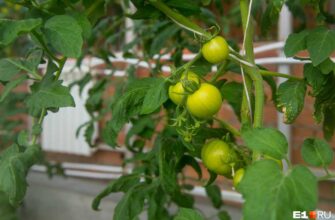 pomidori chernij prints obzor sorta ot nashego eksperta jcenfor1
