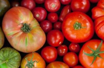 posadka tomatov na rassadu sposobi i sroki poseva semyan