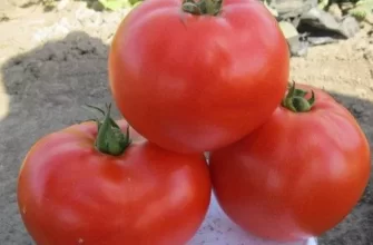 rejting sortov tomatov dlya otkritogo i zakritogo grunta.jpg